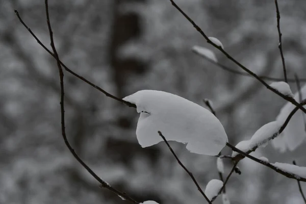 Vinterlandskap Med Snöiga Grenar — Stockfoto