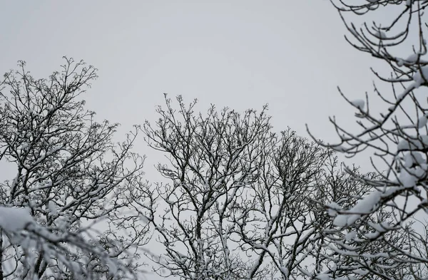 Φύση Φόντο Χιονισμένα Δέντρα — Φωτογραφία Αρχείου