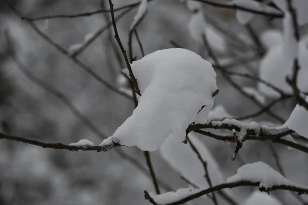 Фон Природы Снежными Деревьями — стоковое фото