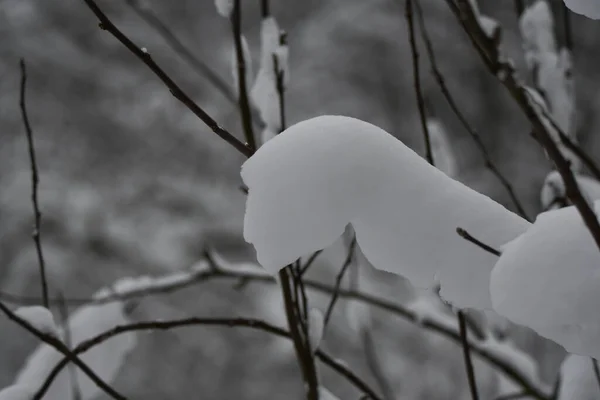 Φύση Φόντο Χιονισμένα Δέντρα — Φωτογραφία Αρχείου