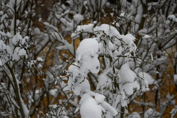 雪の木の自然背景 — ストック写真