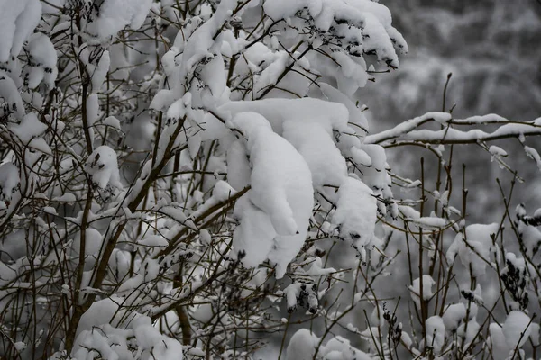 Фон Природы Снежными Деревьями — стоковое фото