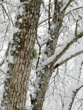 Karlı ağaçlarla kaplı kış manzarası