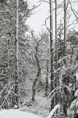 Karlı ağaçlı doğa arkaplanı