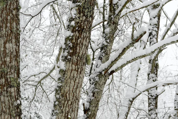 Přírodní Pozadí Zasněženými Stromy — Stock fotografie