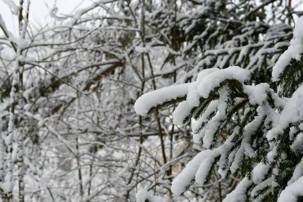 Natuur Achtergrond Met Besneeuwde Bomen — Stockfoto