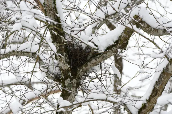 Tło Przyrody Śnieżnymi Drzewami — Zdjęcie stockowe