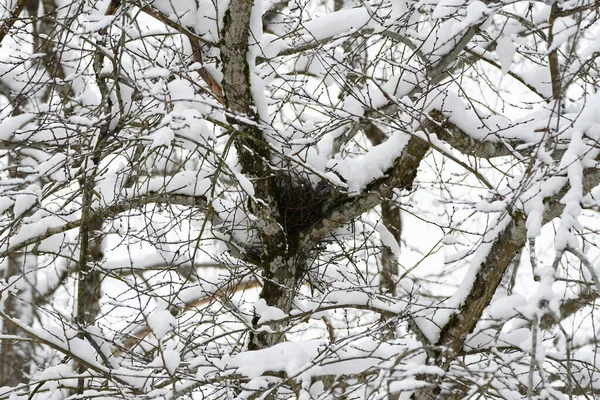 눈덮인 나무들로 이루어진 자연의 — 스톡 사진
