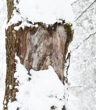 Karlı ağaçlarla kaplı kış manzarası