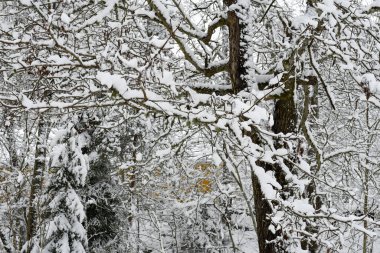 Karlı ağaçlı doğa arkaplanı