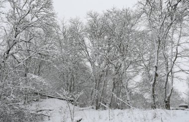 Karlı ağaçlı doğa arkaplanı