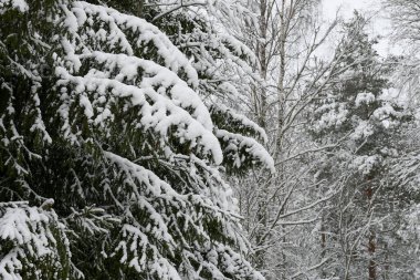Karlı ağaçlı doğa arkaplanı