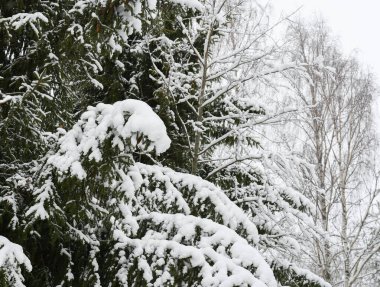 Karlı ağaçlı doğa arkaplanı