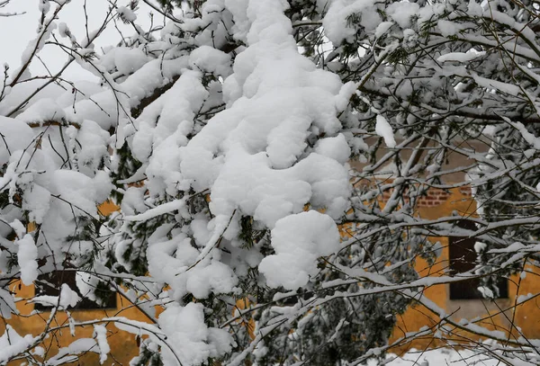 Paisagem Inverno Com Árvores Nevadas — Fotografia de Stock