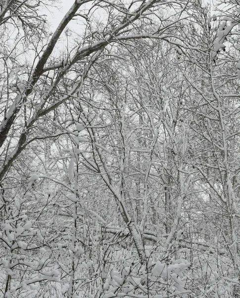 Natur Bakgrund Med Snöiga Träd — Stockfoto