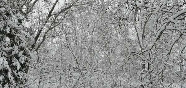 눈덮인 나무들로 이루어진 자연의 — 스톡 사진