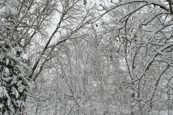 Natur Hintergrund Mit Schneebedeckten Bäumen — Stockfoto