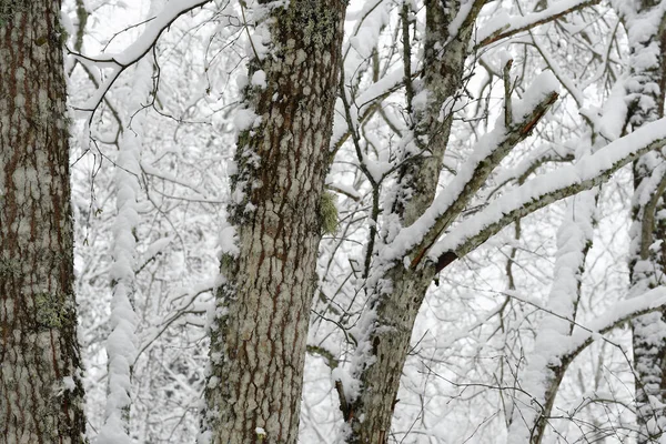 Přírodní Pozadí Zasněženými Stromy — Stock fotografie