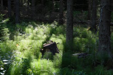 Yazın Fin ladin ormanları