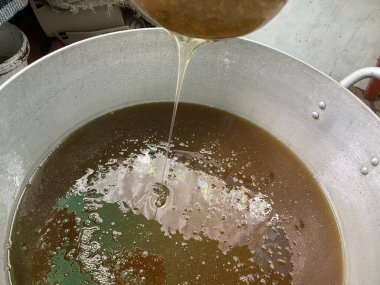 Balmumu ve propolis kolonisi çerçevesinde arı kovanındaki arı kovanındaki mühürlü bal arısı yavruları. Yüksek kalite fotoğraf