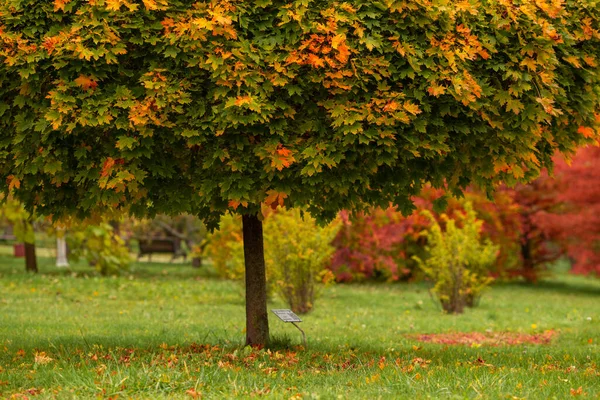 Ett Ljust Flerfärgat Träd Form Boll Höstpark Och Utan Människor — Stockfoto