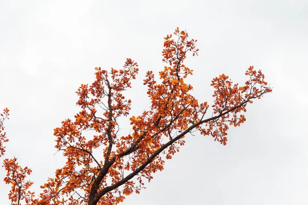 Ехал Храму Фото Чуалитов Крошечные Красивые Растения Шри Ланке — стоковое фото