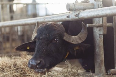 Kalemdeki bufalolar otlamak için kafalarını uzattılar. Tarım, çiftçilik ve hayvancılık kavramı. Bir sığır ahırında saman yiyen bufalo sürüsü. Yüksek kalite fotoğraf