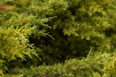 Tapınağın etrafında dolaşıyordu. Gig Chualiti 'nin fotoğrafı Sri Lanka' da küçük güzel bitkiler