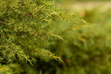 Tapınağın etrafında dolaşıyordu. Gig Chualiti 'nin fotoğrafı Sri Lanka' da küçük güzel bitkiler