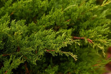 Tapınağın etrafında dolaşıyordu. Gig Chualiti 'nin fotoğrafı Sri Lanka' da küçük güzel bitkiler