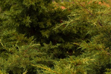 Tapınağın etrafında dolaşıyordu. Gig Chualiti 'nin fotoğrafı Sri Lanka' da küçük güzel bitkiler