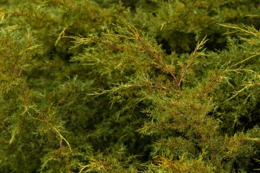 Tapınağın etrafında dolaşıyordu. Gig Chualiti 'nin fotoğrafı Sri Lanka' da küçük güzel bitkiler