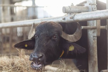 Kalemdeki bufalolar otlamak için kafalarını uzattılar. Tarım, çiftçilik ve hayvancılık kavramı. Bir sığır ahırında saman yiyen bufalo sürüsü. Yüksek kalite fotoğraf