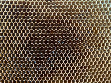 Balmumu bal kovanının bir bölümünün arka plan dokusu ve deseni tam çerçeve görünümlü altın bal dolu bir arı kovanından. Yüksek kalite fotoğraf