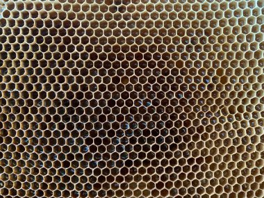 Balmumu bal kovanının bir bölümünün arka plan dokusu ve deseni tam çerçeve görünümlü altın bal dolu bir arı kovanından. Yüksek kalite fotoğraf