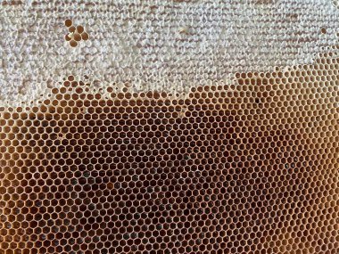 Balmumu bal kovanının bir bölümünün arka plan dokusu ve deseni tam çerçeve görünümlü altın bal dolu bir arı kovanından. Yüksek kalite fotoğraf