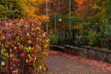 Tapınağın etrafında dolaşıyordu. Gig chualitis fotoğraf Sri Lanka 'da küçük güzel bitkiler