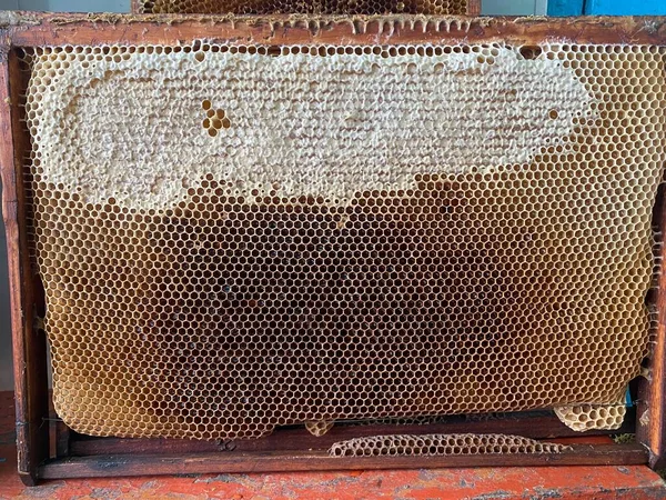 Background texture and pattern of a section of wax honeycomb from a bee hive filled with golden honey in a full frame view. High quality photo