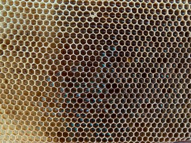 Balmumu bal kovanının bir bölümünün arka plan dokusu ve deseni tam çerçeve görünümlü altın bal dolu bir arı kovanından. Yüksek kalite fotoğraf