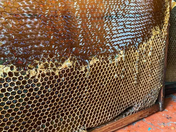 Background texture and pattern of a section of wax honeycomb from a bee hive filled with golden honey in a full frame view. High quality photo