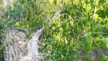 Yeşil bir ormanda eğri dalları olan yaşlı bir ağaç.