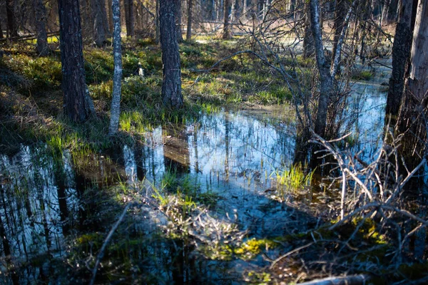Σκληρό Αδιαπέραστο Βάλτο Έννοια Tyresta Εθνικό Πάρκο Στη Σουηδία Τοπίο — Φωτογραφία Αρχείου