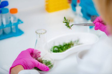 Aromacology. Female Aromacology Expert Preparing Ingredients for Fragrances.  