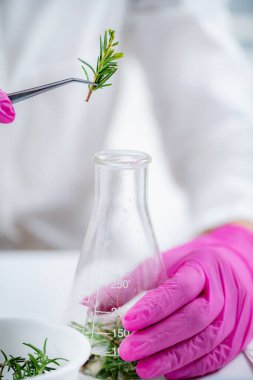 Fragrance Laboratory. Scientist Mixing Plants, Preparing Fragrance Ingredients. 