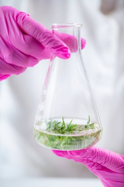 Perfumer Holding Flask with Plants, Making Fragrances.
