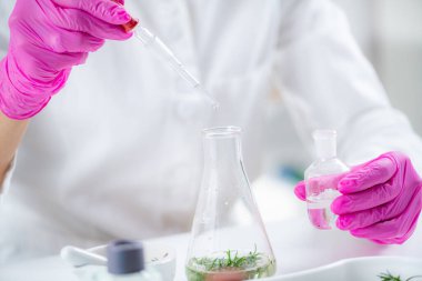 Perfumer Holding Flask with Plants, Making Fragrances.