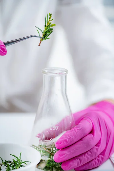 Fragrance Laboratory Scientist Mixing Plants Preparing Fragrance Ingredients — Stock Photo, Image