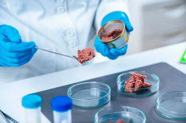 Mikrobiyolog laboratuvarda kalite kontrol testi için konserve hayvan maması örneği hazırlıyor.. 