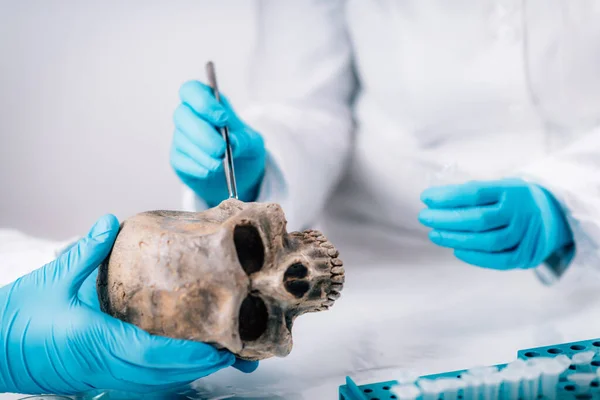 生物考古学 年轻女考古学家在古代Dna实验室分析人类头骨 — 图库照片