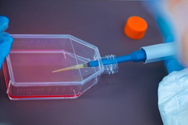 Biyoloji Laboratuvarı, hücre kültürü ile çalışan bilim adamı